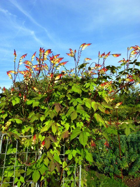 Ipomoea lobata 'Jungle Queen'